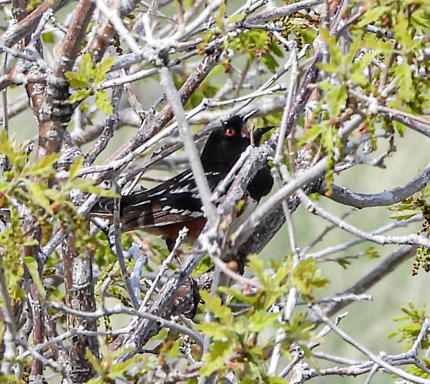 Spotted Towhee - ML567042591