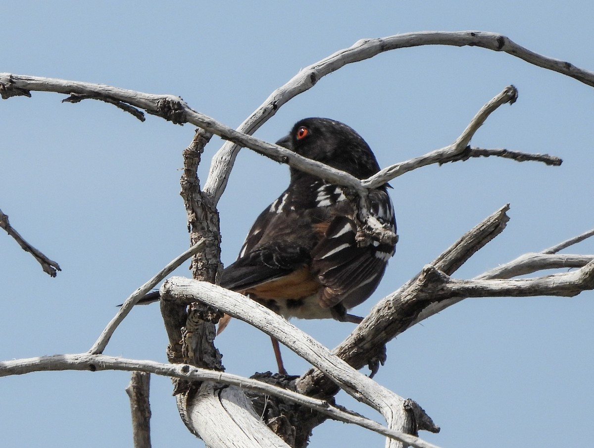 Spotted Towhee - ML567042601