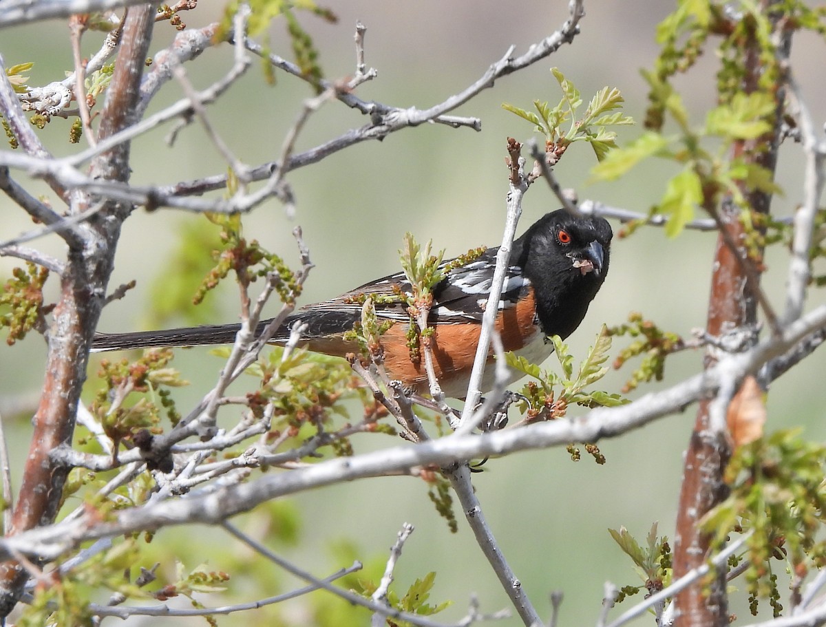 Spotted Towhee - ML567042621