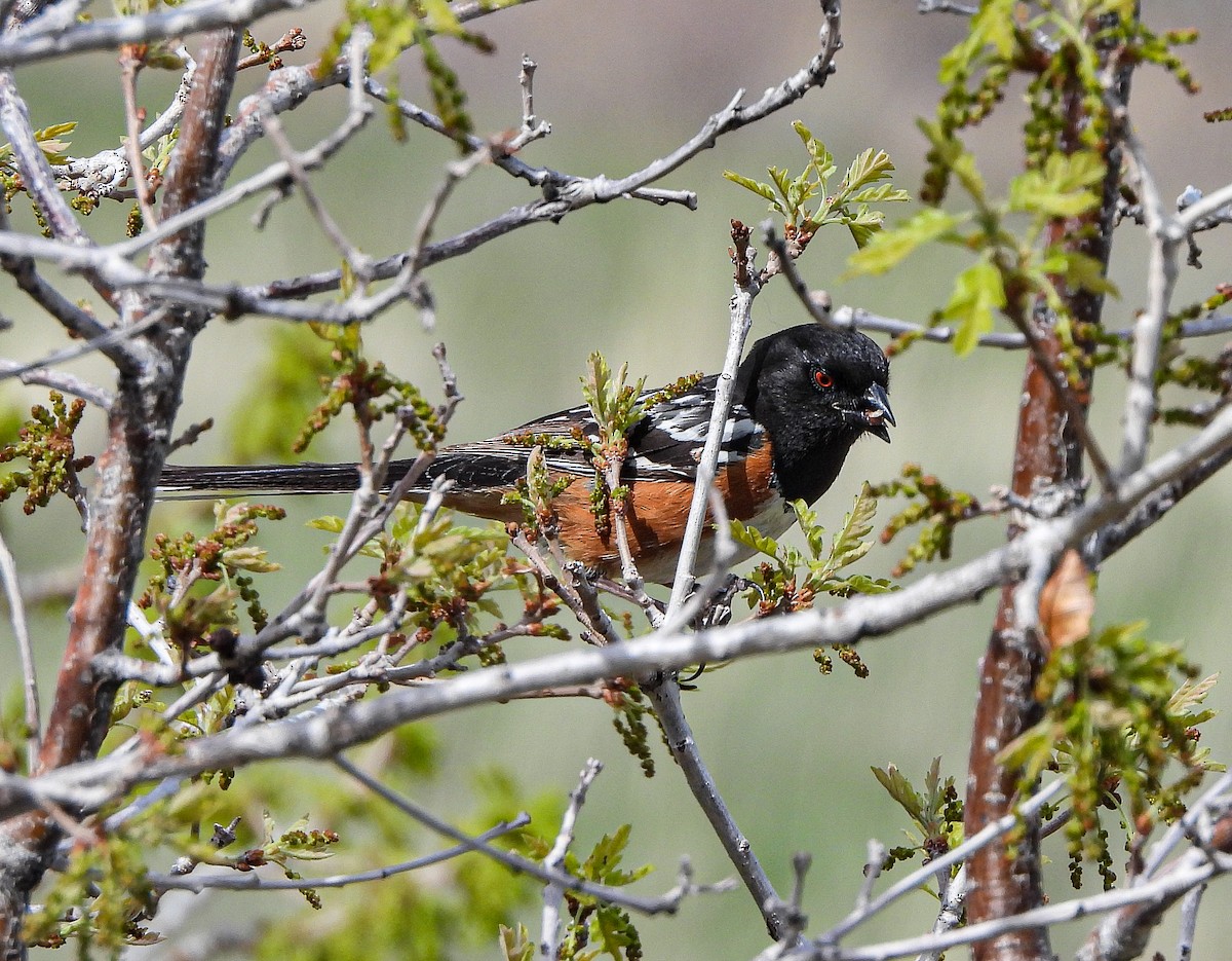 Spotted Towhee - ML567042631