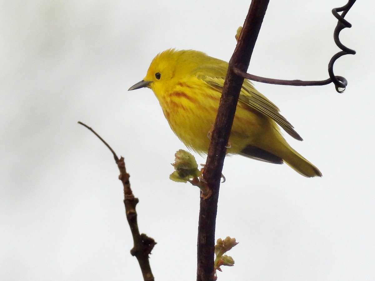 Yellow Warbler - Carol Winckler