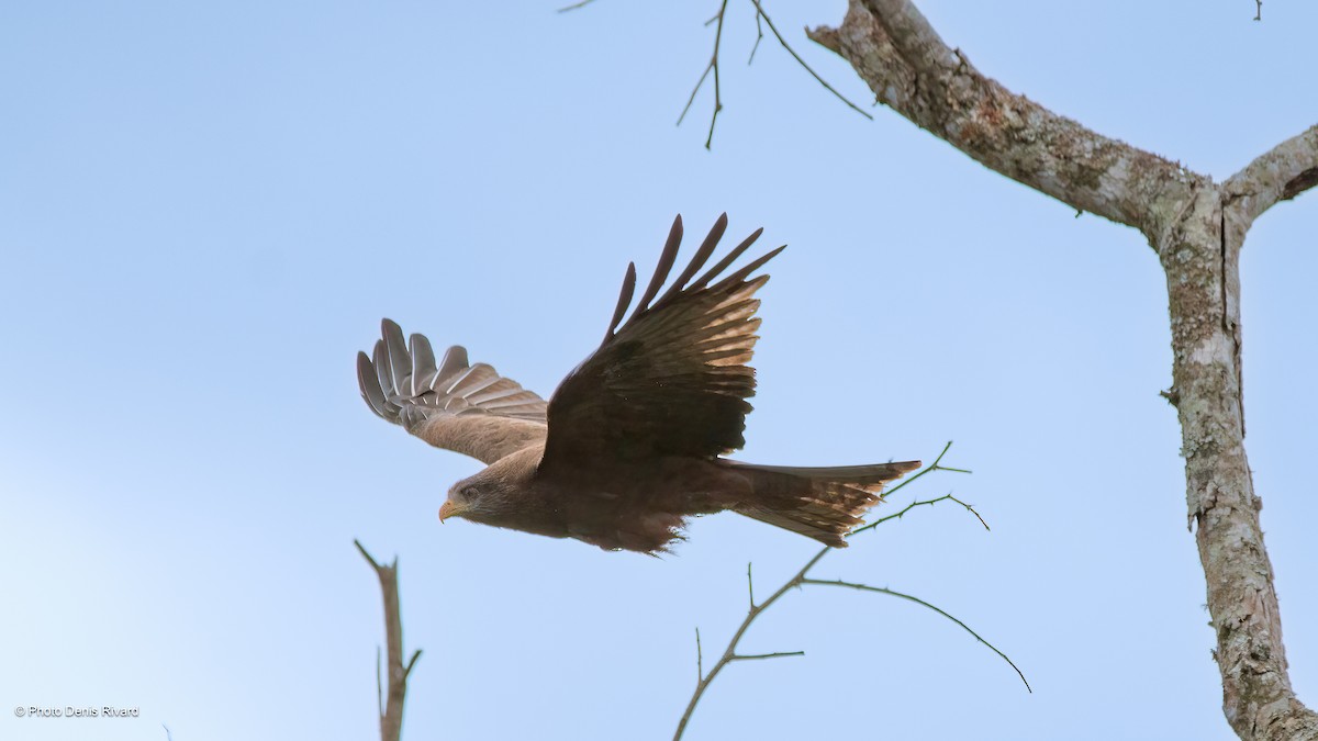 黑鳶 - ML567044051