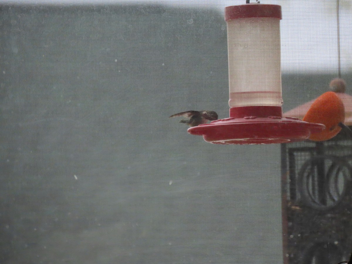 Calliope Hummingbird - ML567044431