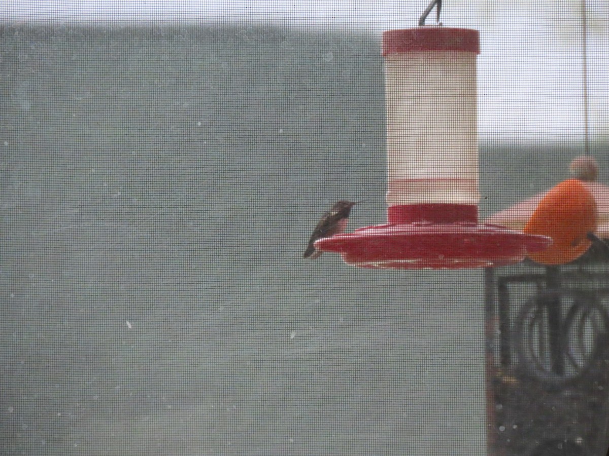 Calliope Hummingbird - ML567044461