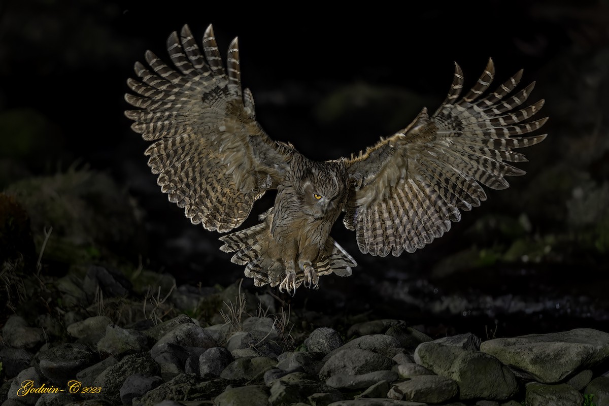 Blakiston's Fish-Owl - Godwin Chan