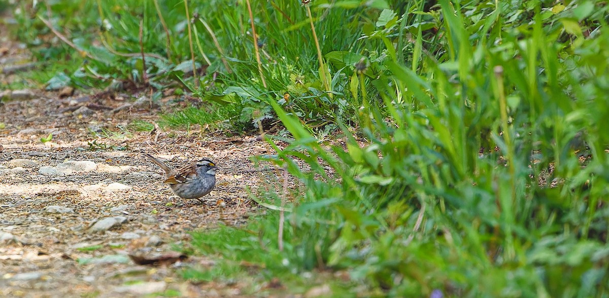 White-throated Sparrow - ML567047251