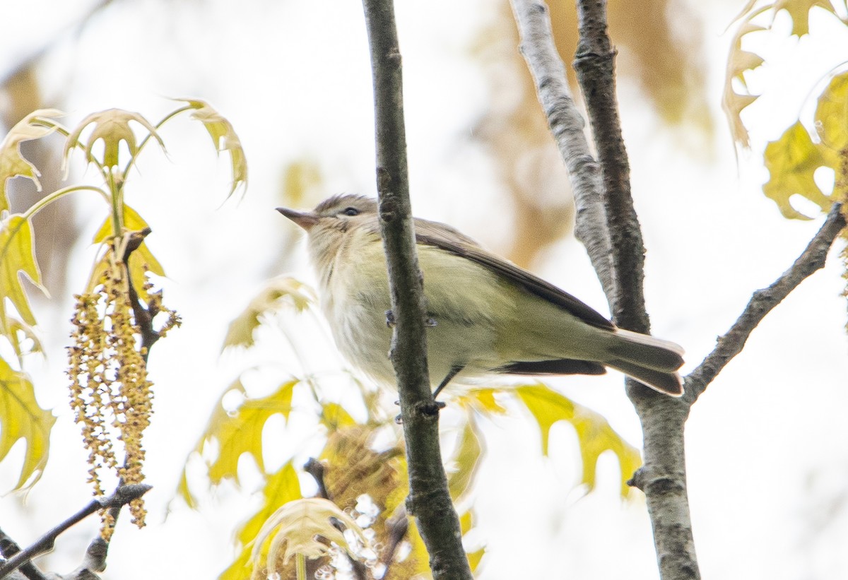 Warbling Vireo - ML567047291