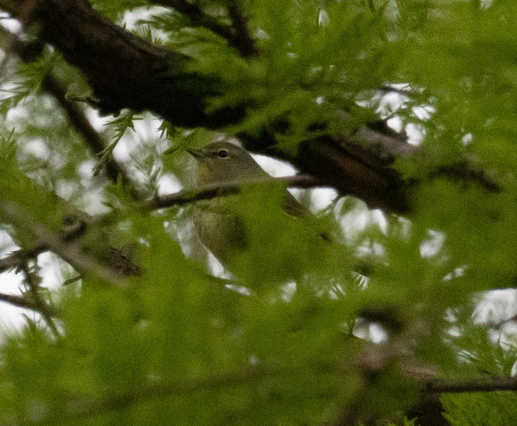 Orange-crowned Warbler - ML567047871