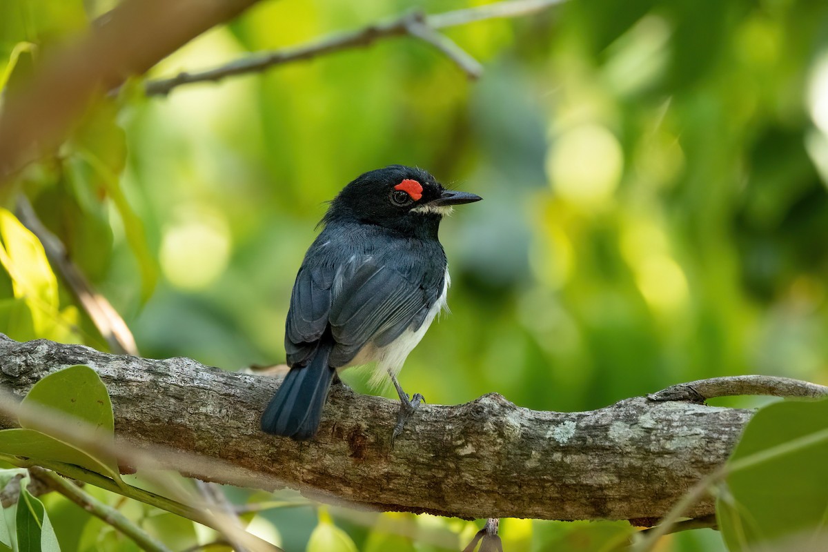 Black-throated Wattle-eye - Thibaud Aronson