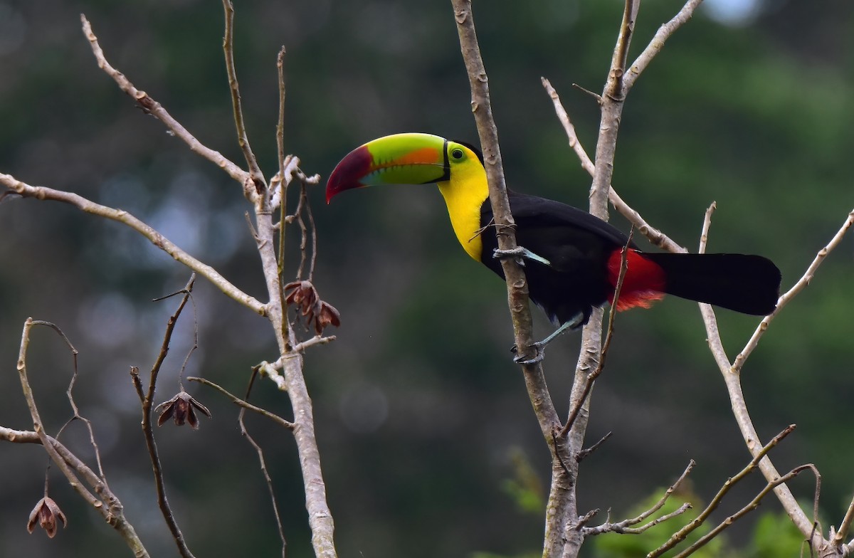 Keel-billed Toucan - ML567049431