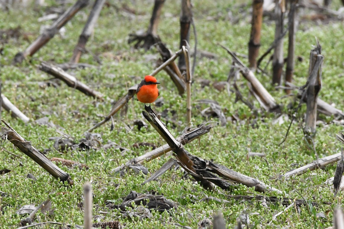 Vermilion Flycatcher - Penguin Iceberg