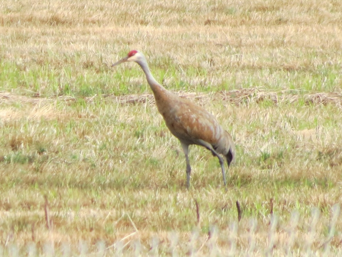 Sandhill Crane - ML567050881