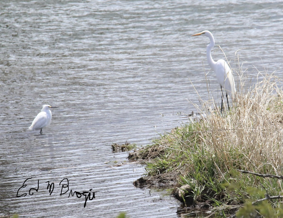 Snowy Egret - ML567050921