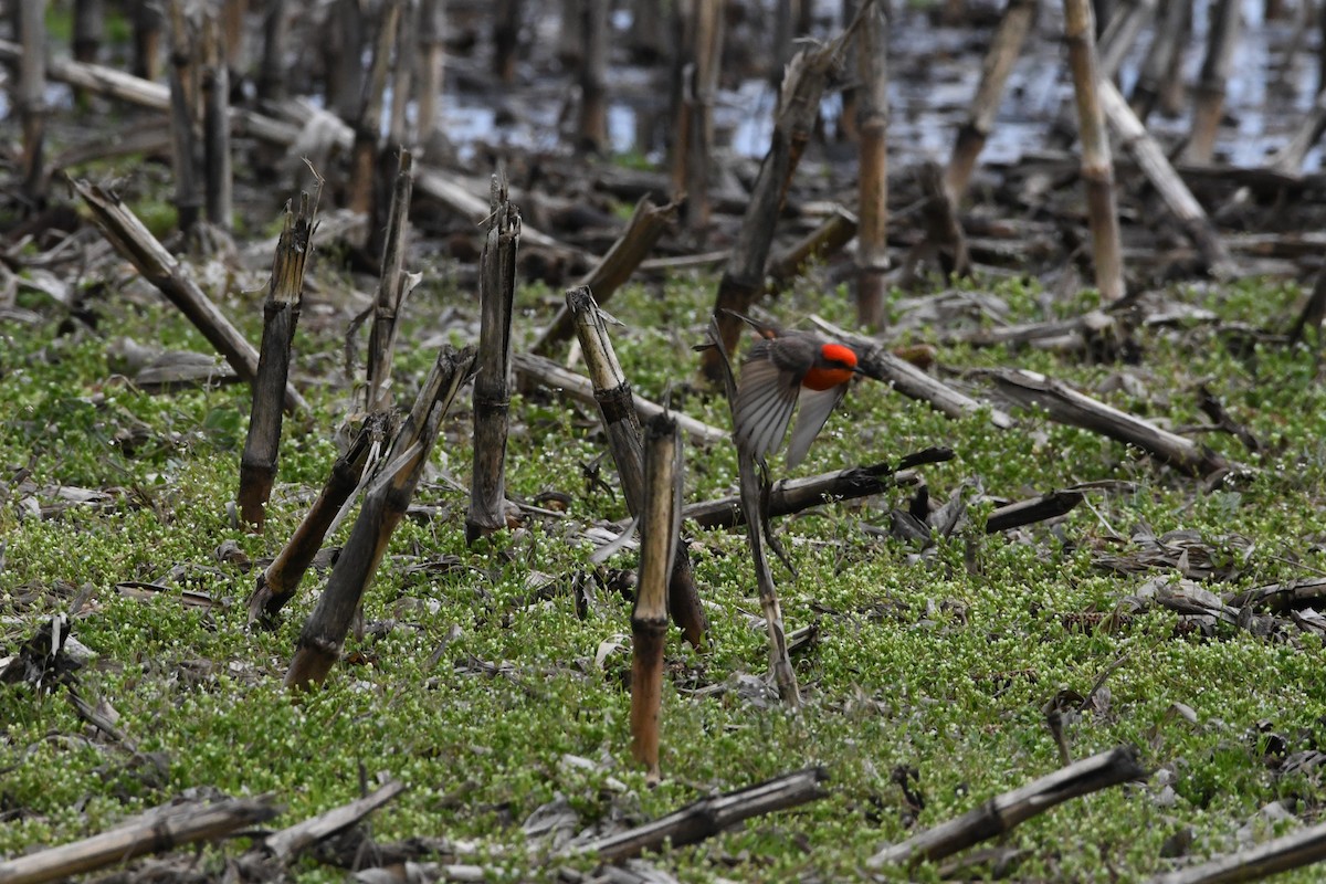 Vermilion Flycatcher - Penguin Iceberg