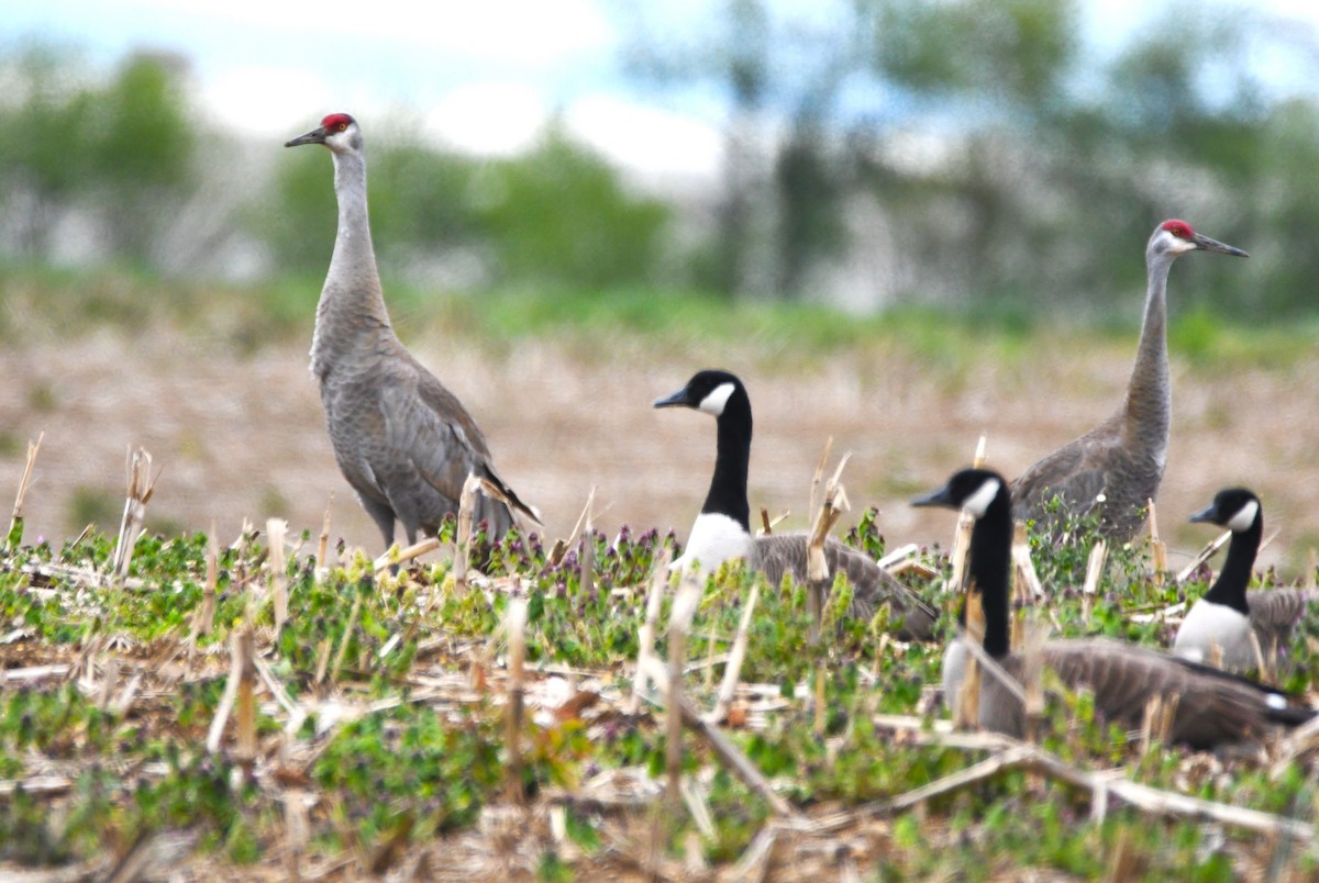 Sandhill Crane - ML567051591