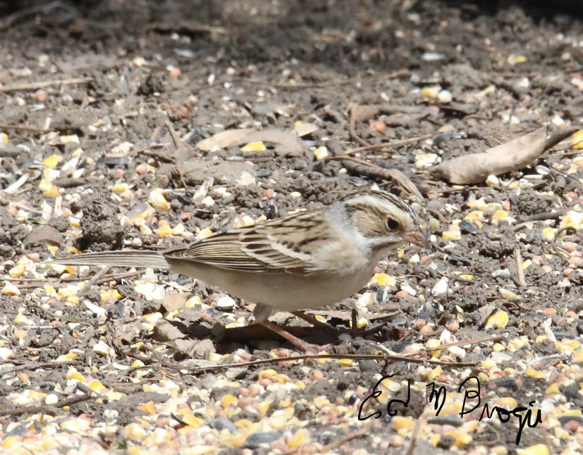 Clay-colored Sparrow - ML567051681