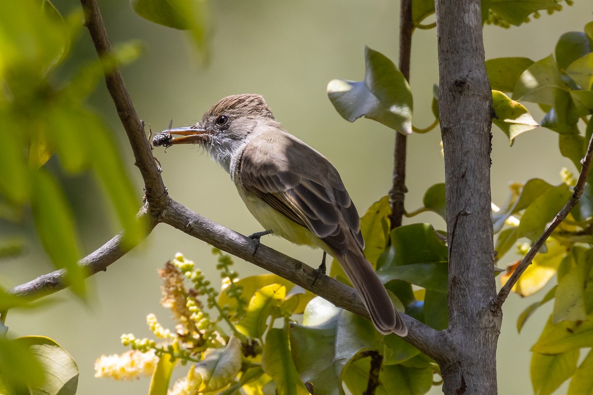 Dusky-capped Flycatcher - ML567051851