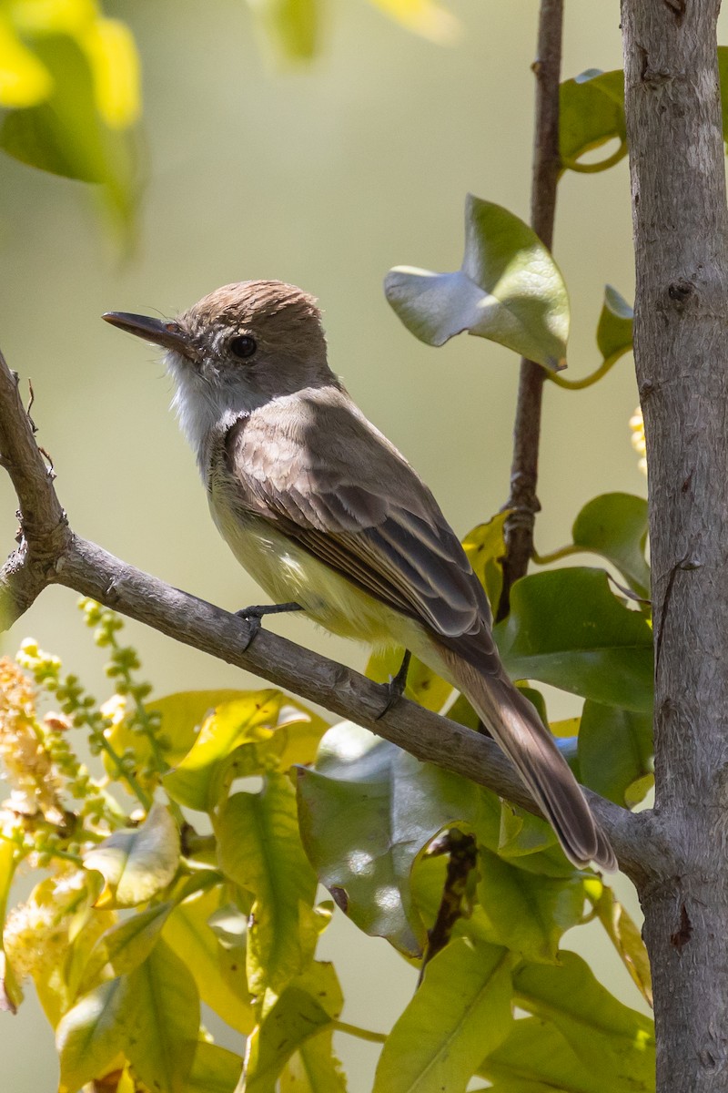 Dusky-capped Flycatcher - ML567051881