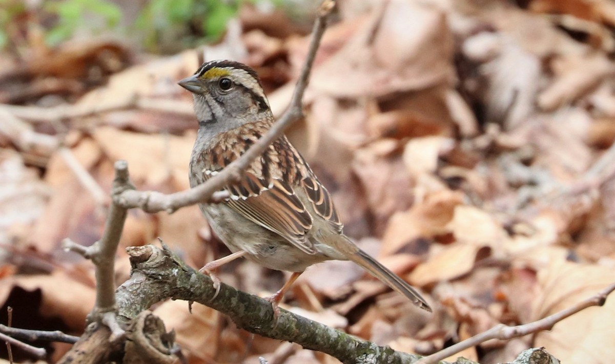 White-throated Sparrow - ML567051971