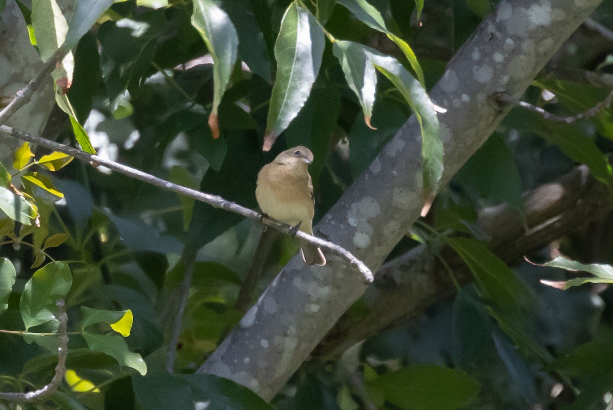 Lazuli Bunting - ML567052001