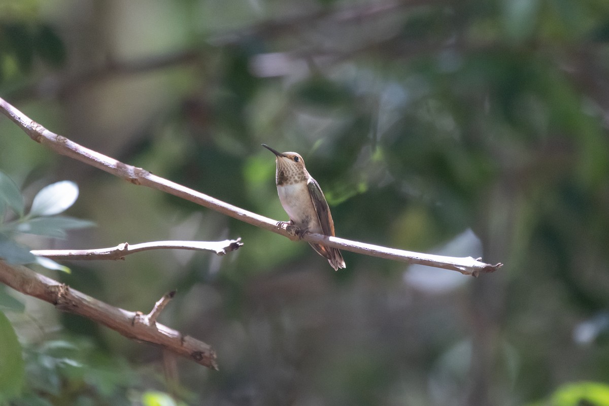 Allen's Hummingbird - ML567052041