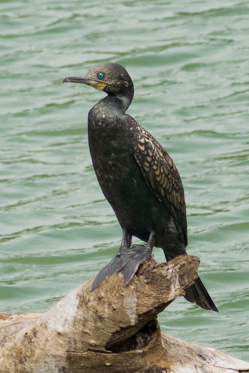 Indian Cormorant - Rahuldev Rajguru