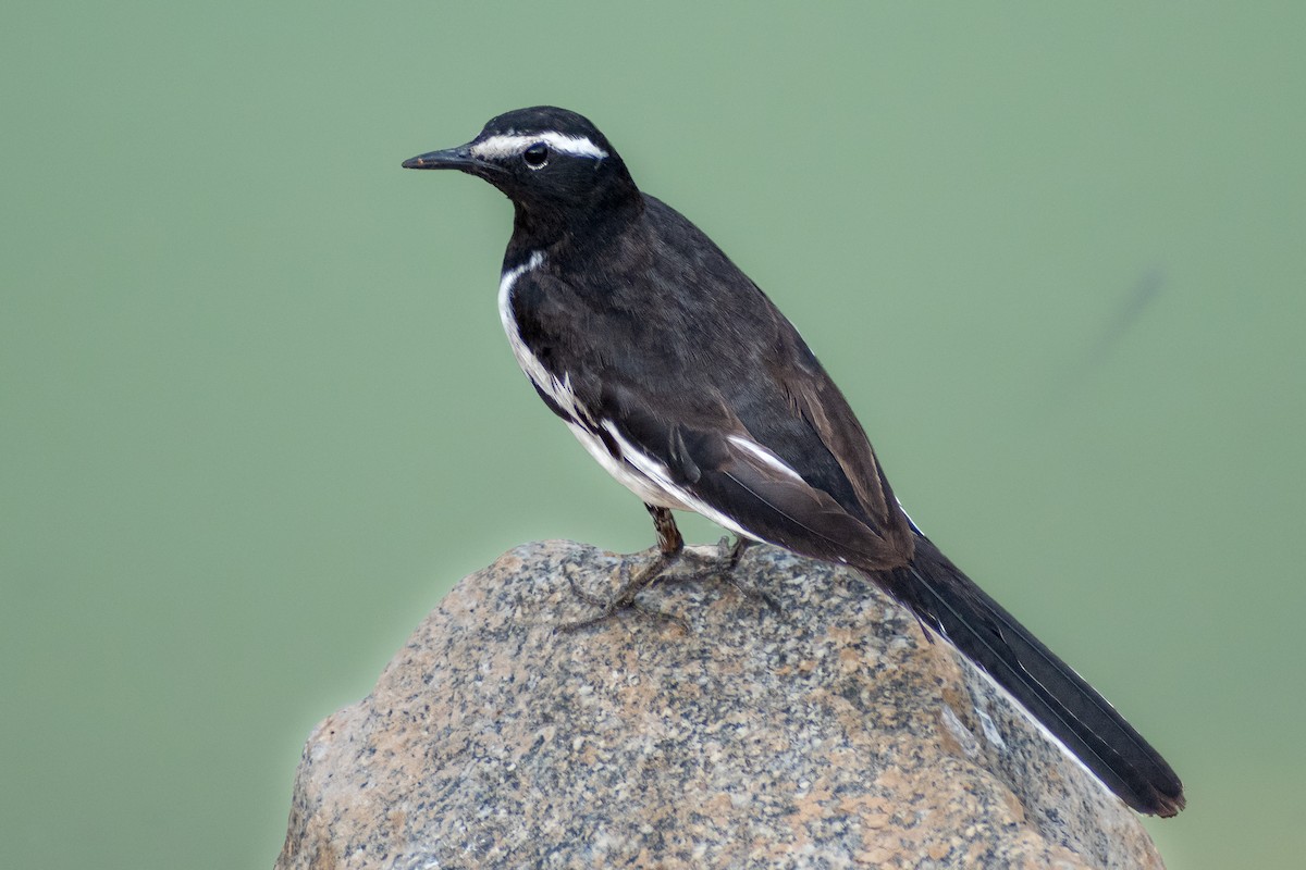 White-browed Wagtail - ML567054691