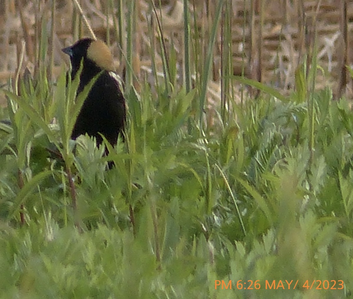 bobolink americký - ML567056701