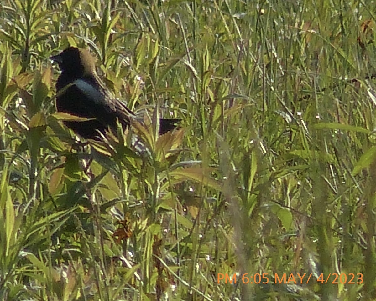 bobolink americký - ML567056711