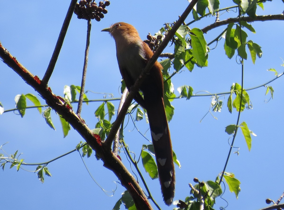 Squirrel Cuckoo - ML567057091