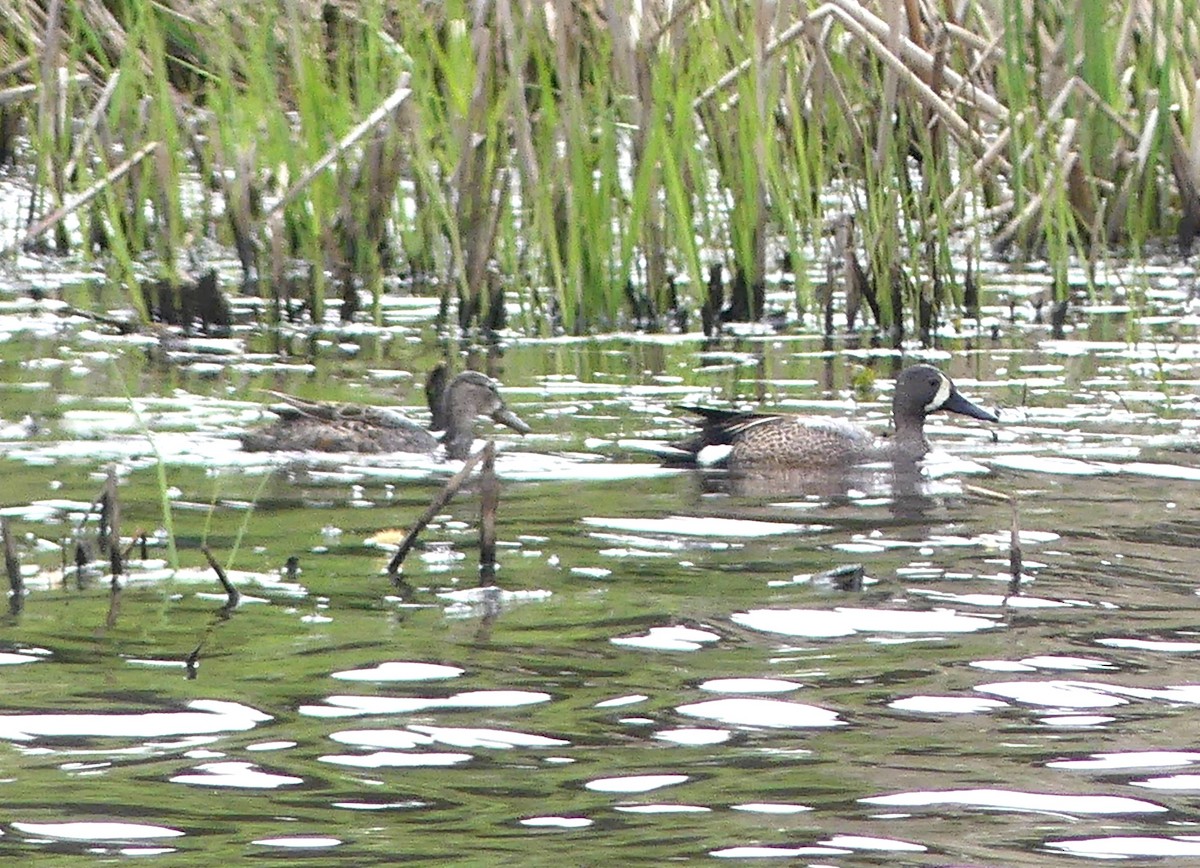 Blue-winged Teal - Aziza Cooper