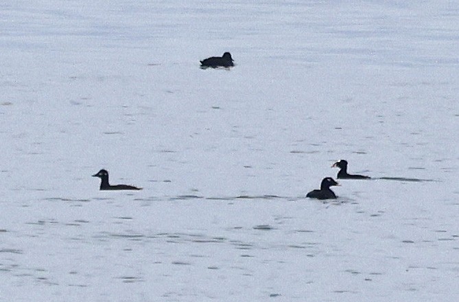 White-winged Scoter - Paul Chapman