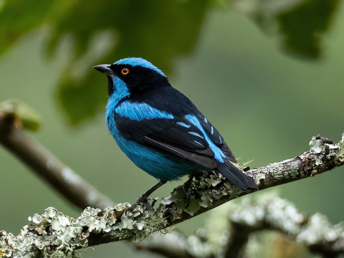 Turquoise Dacnis - ML567058381