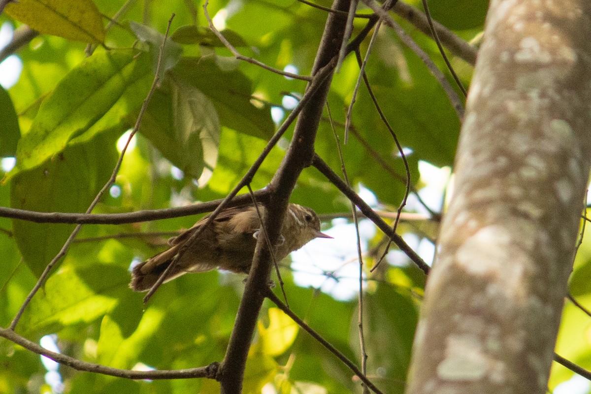 Plain Xenops (White-throated) - ML567058421