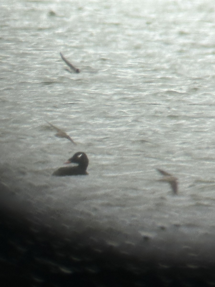 White-winged Scoter - ML567058701