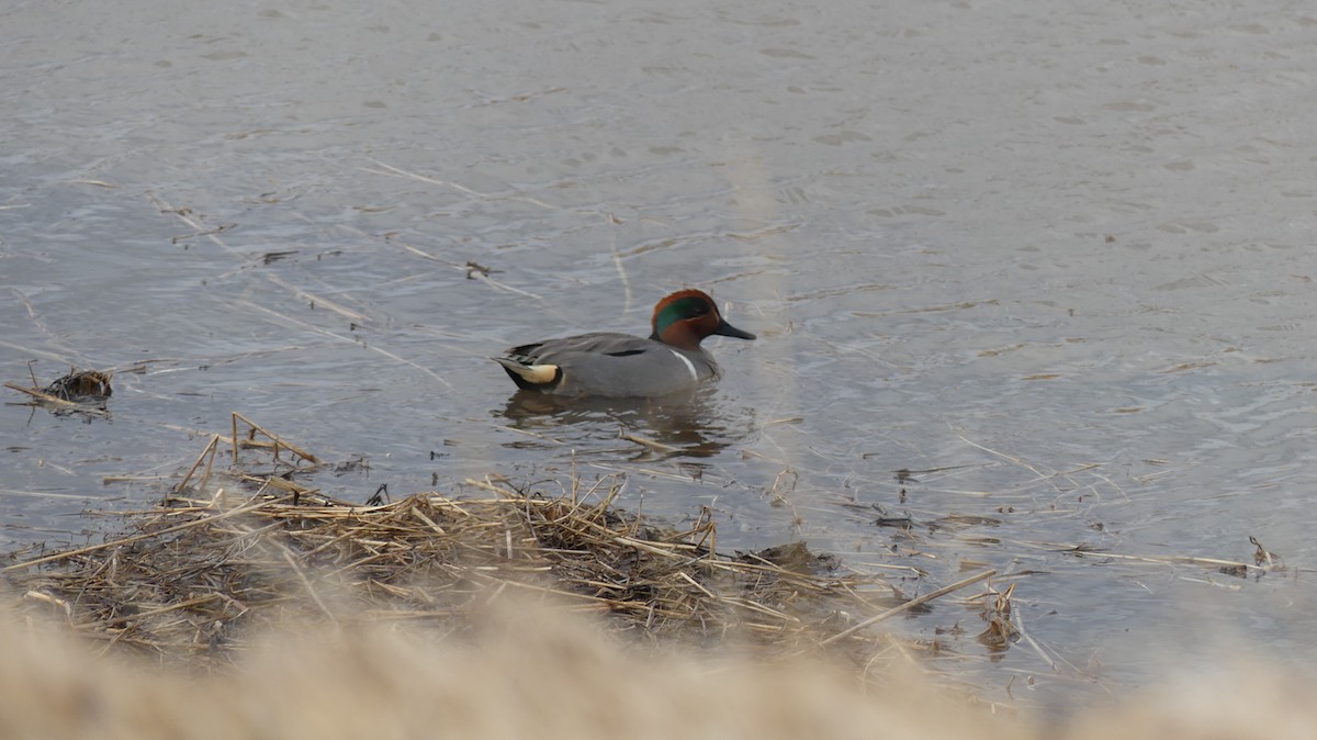Green-winged Teal - ML567061011