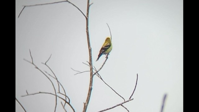 American Goldfinch - ML567061581