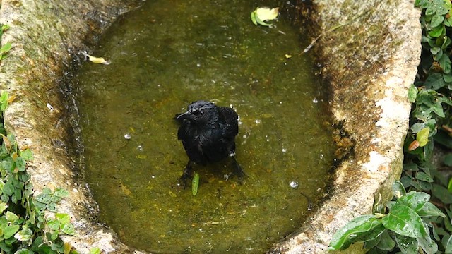 Scrub Blackbird - ML567061781