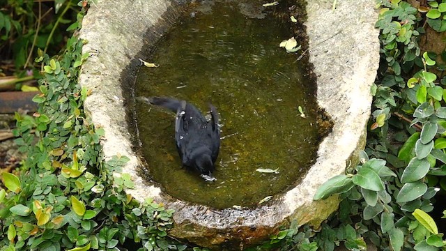 Scrub Blackbird - ML567061891