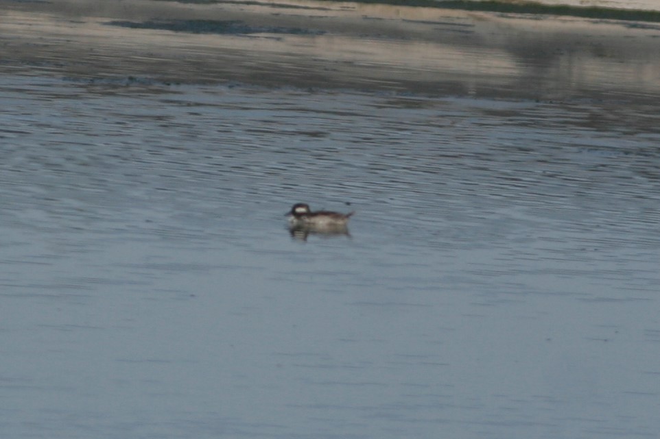 Bufflehead - ML56706231