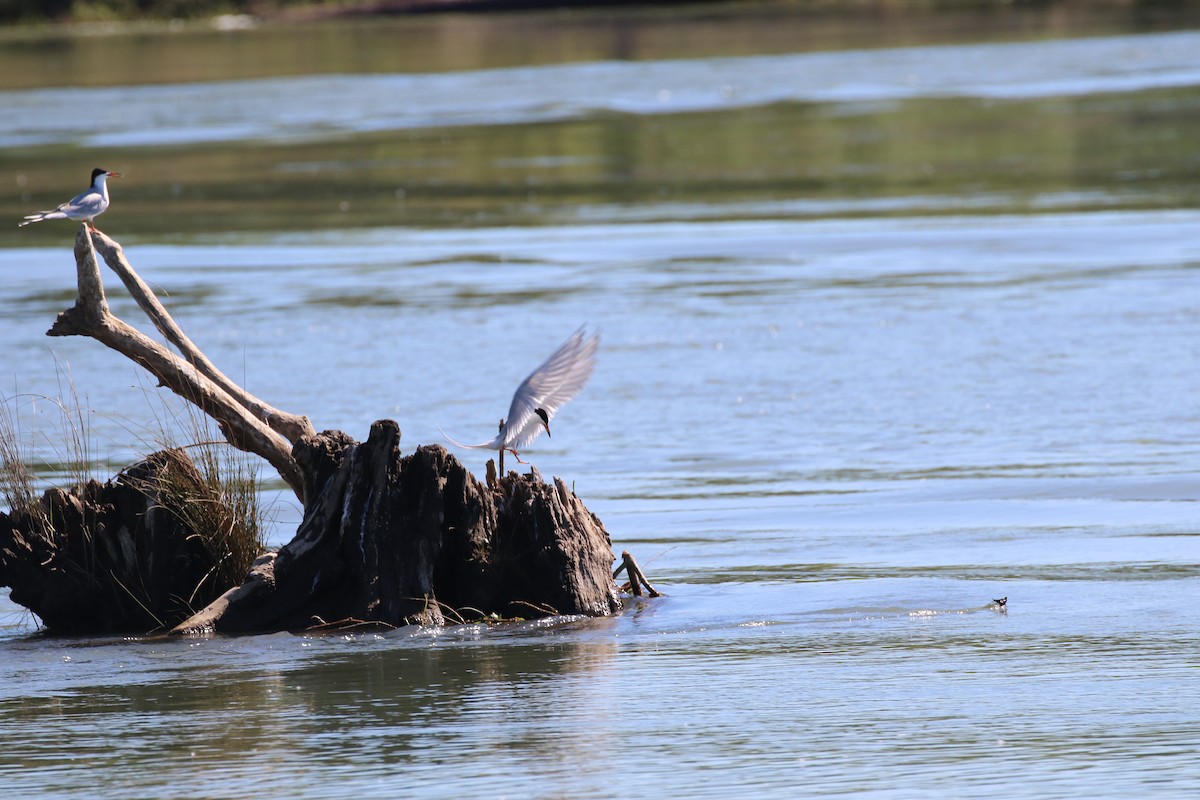 Forster's Tern - D Saxelby