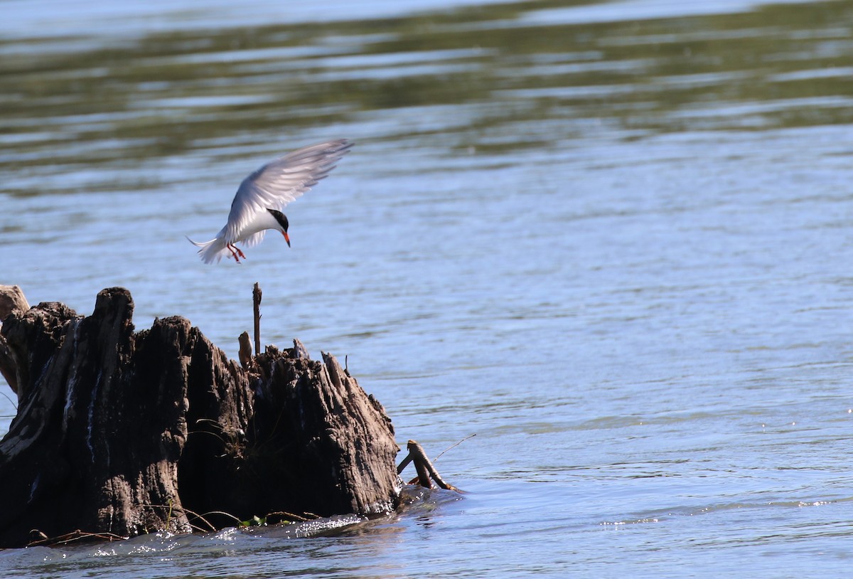 Forster's Tern - D Saxelby