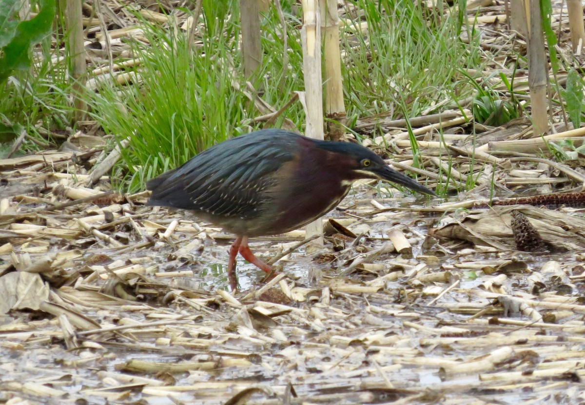 Green Heron - ML567064231