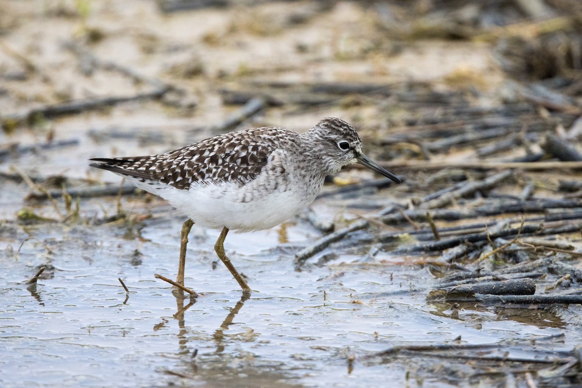 Wood Sandpiper - ML567064611