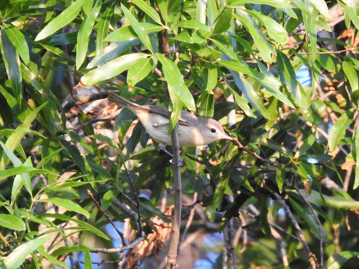 Warbling Vireo - Roger Massey