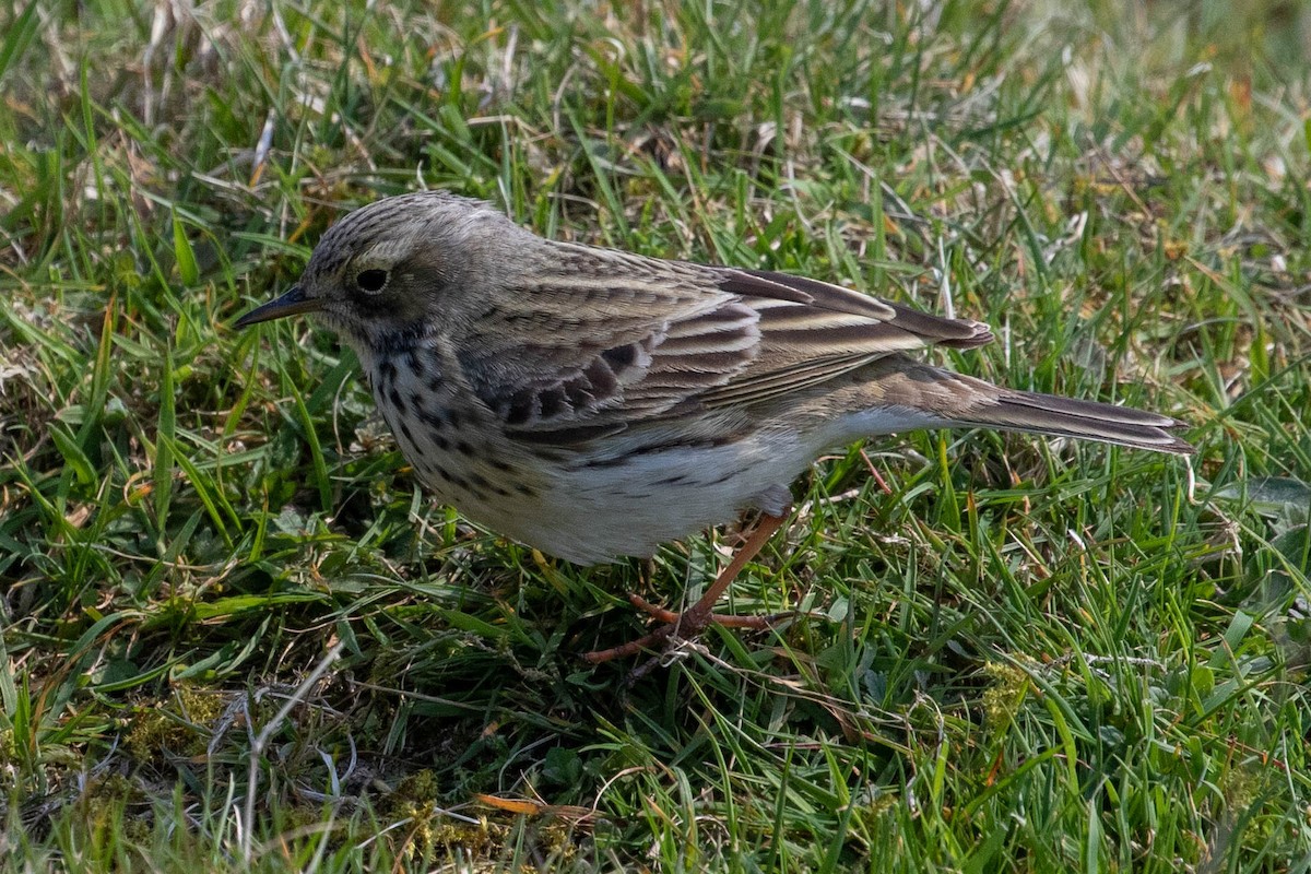 Meadow Pipit - ML567065551