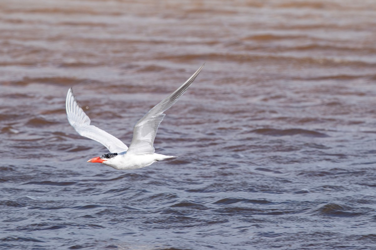 Caspian Tern - ML567067031