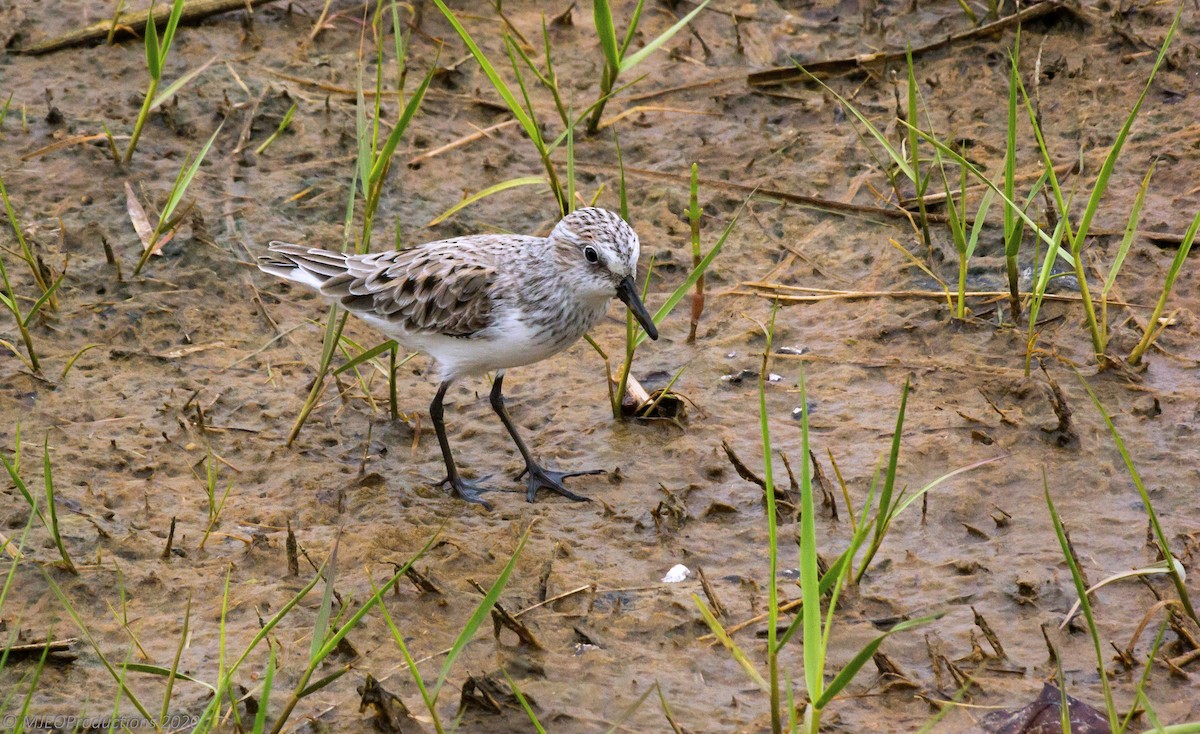 Semipalmated Sandpiper - Marianne Ofenloch