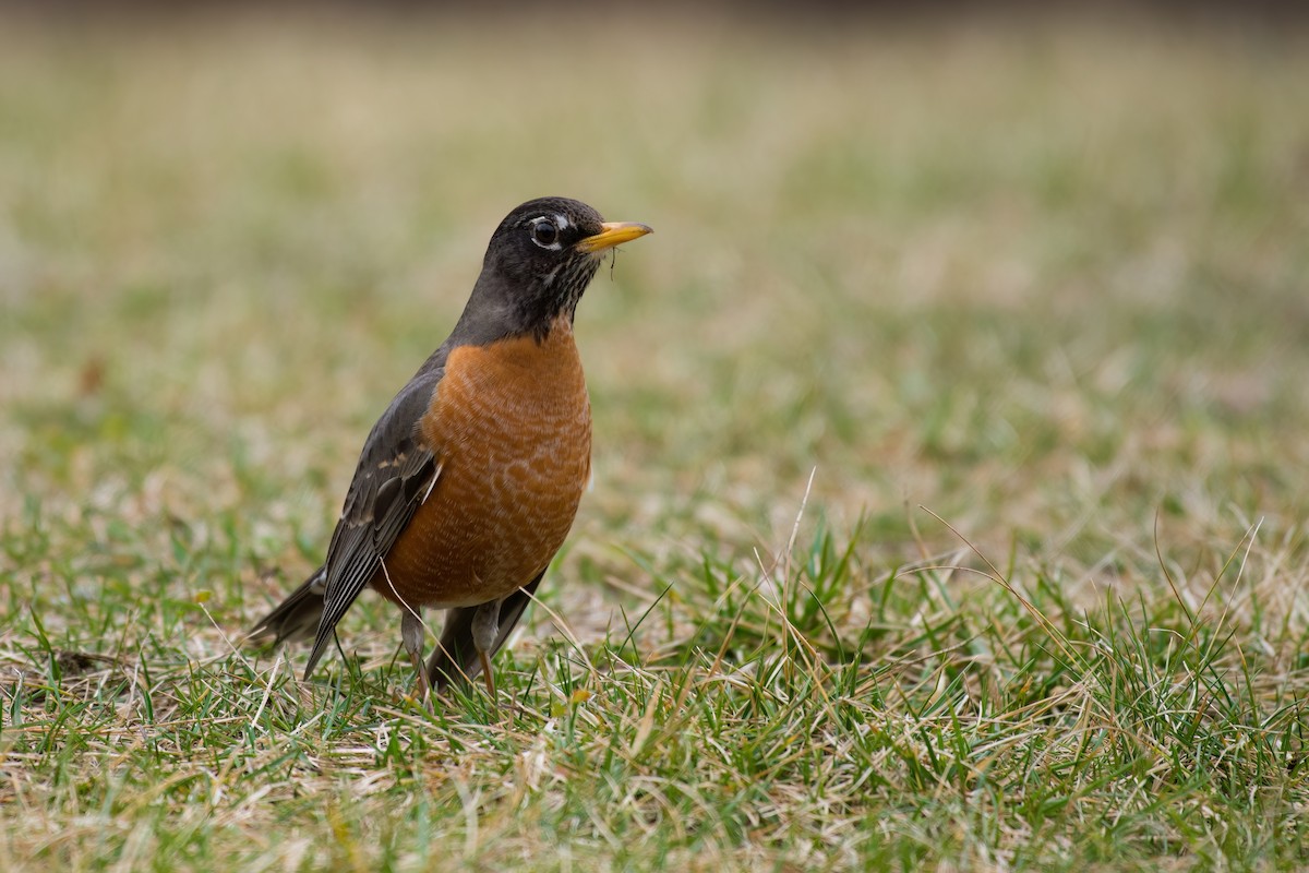 American Robin - ML567068021