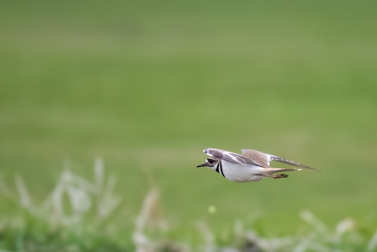 חופמי כפול-צווארון - ML567069131